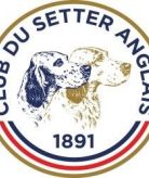 club setter anglais.jpg